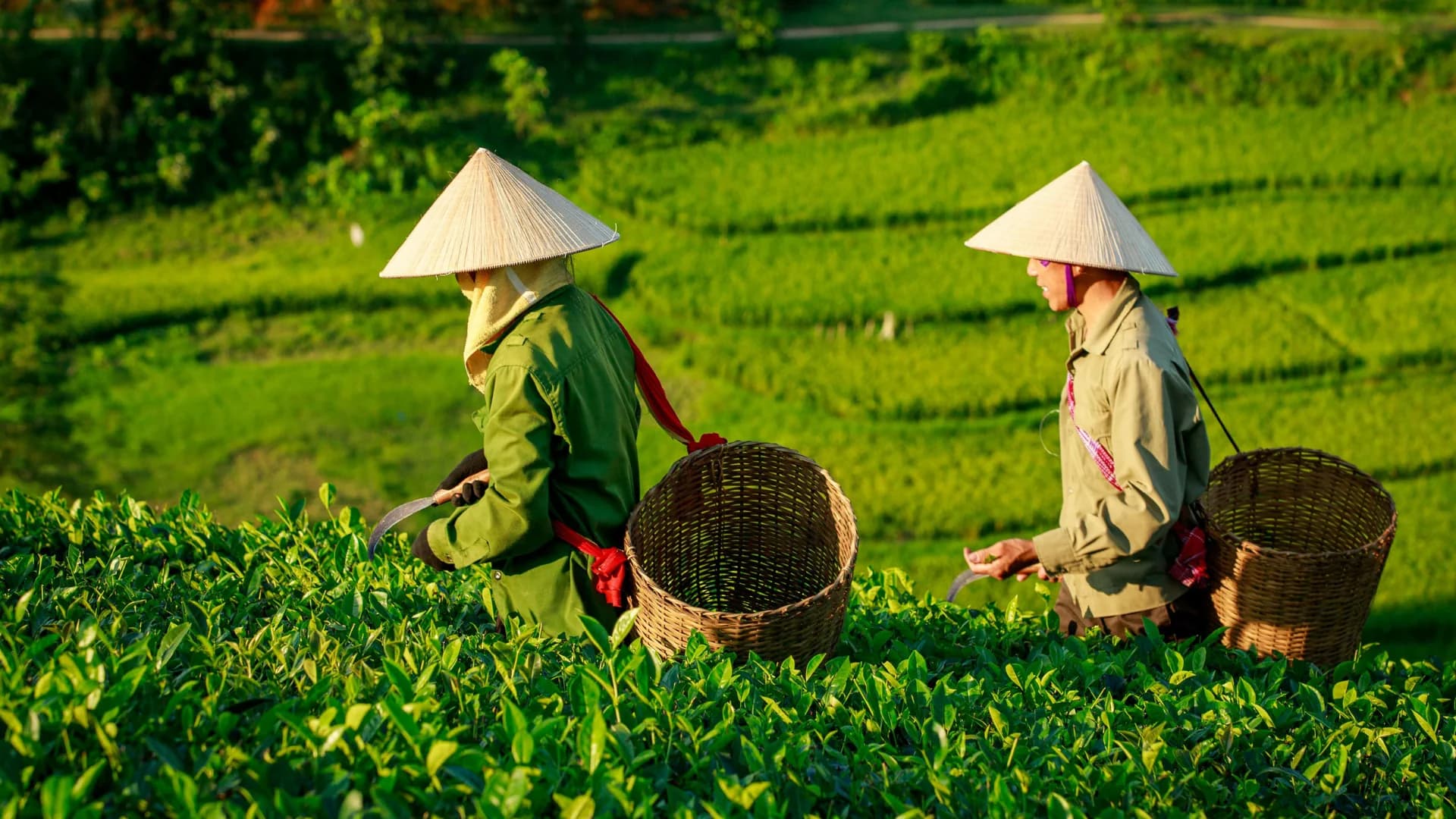 Tea farmers harvesting green tea in the fields of Vietnam